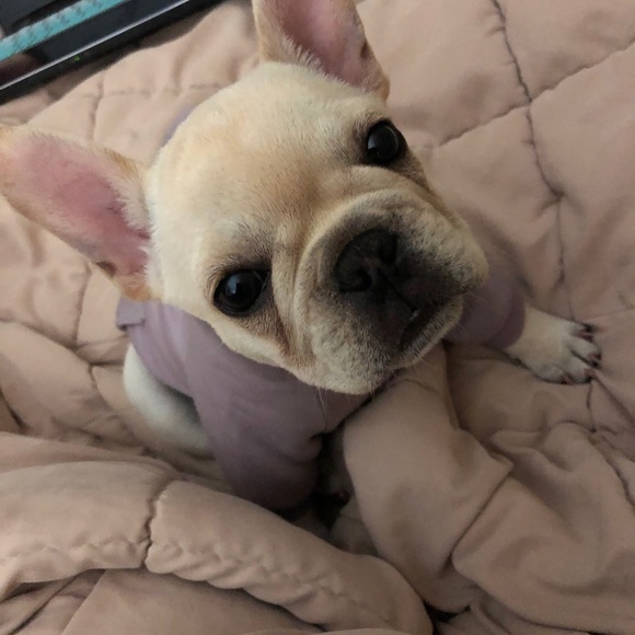 Meet your Posher, Morgan - Picture 3 of 4